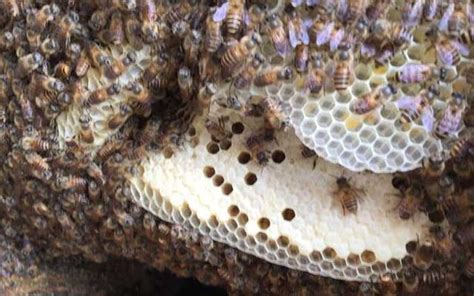開運山水畫 家裡有蜜蜂築巢怎麼辦